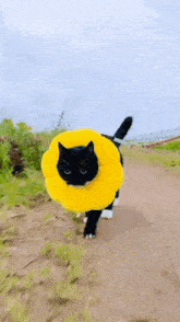 Sunflower Cat GIF
