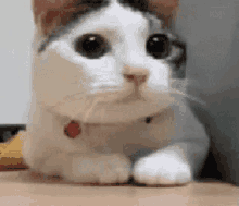 Le Chat Cute GIF