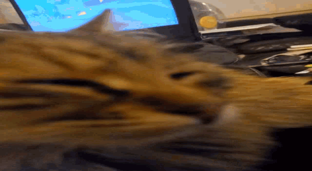 cat slepy on computer gifs