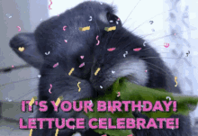 Birthday Animals GIF - Birthday Animals Bunny GIFs