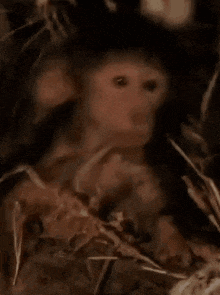 Wallahi Monkey GIF - Wallahi Monkey Give Up GIFs