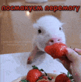 a pig is eating a strawberry from a person 's hand in a foreign language