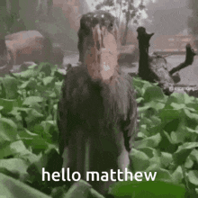 Hello Matthew GIF - Hello Matthew Meme GIFs