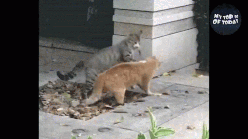 Funny Cat Fights Videos GIFs | Tenor