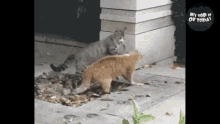 Funny Cat Videos Cat Fight GIF