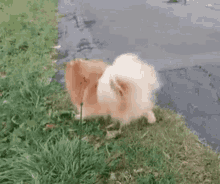 Happy Dance GIF - Happy Dance Dog GIFs