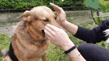a woman petting a brown dog 's face with her hand