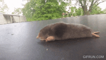 a gif of a mole running on a trampoline with the website gifrun.com in the corner