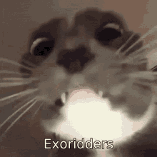 Exorid Exoridders GIF