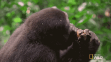 Eating Fruit Behold The King Of The Jungle GIF