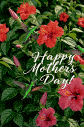 a happy mother 's day card with hummingbirds and hibiscus flowers