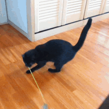 Cat Spinning GIF - Cat Spinning Spinning Cat GIFs