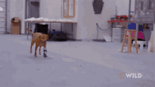 Running National Geographic GIF - Running National Geographic Wizard Of Paws GIFs