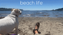 Beach Life Chillin GIF - Beach Life Chillin Relaxing GIFs