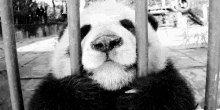 Zoo GIF - Zoo Cage Panda GIFs