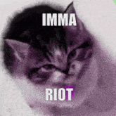 Riot Kitty GIF