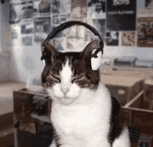 Cat Headphone GIF