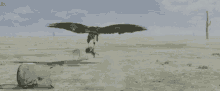Rango Hawk GIF - Rango Hawk Bird GIFs