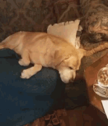 a dog is laying on a couch next to a pillow