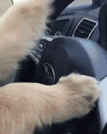Cool Dog GIF - Cool Dog Car GIFs