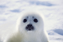 a baby seal is looking at the camera with snow on its nose