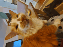 Cat Laughing GIF - Cat Laughing GIFs