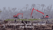 companies cut down forest