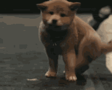 хатико пес щенок собака акита-ину GIF - Hachiko Puppy Dog GIFs