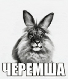 a black and white drawing of a rabbit with a lion 's face and the words " черепша " below it