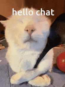Hello Chat Spoon Cat GIF - Hello Chat Spoon Cat Cat Spoon GIFs
