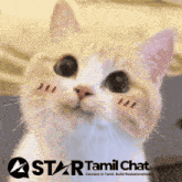 a star tamil chat advertisement with a cat on it