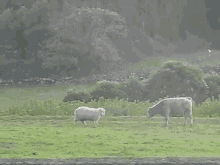 Head Butt Lesson From A Sheep GIF - Sheep Bull Headbutt GIFs