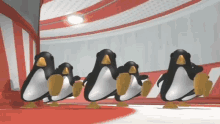 Penguin Penguins GIF