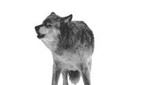 howl wolf