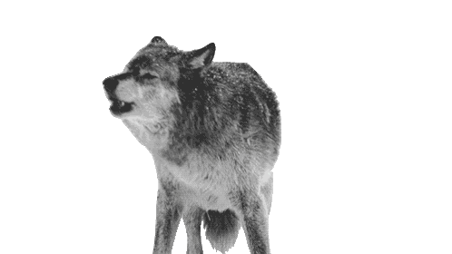 Wolf Howl Sticker Wolf Howl Howling Discover Share GIFs