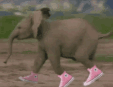 Elephant Sneakers GIF