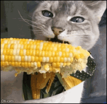 cats corn
