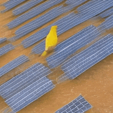 ai canary walking solar panel bird