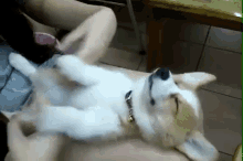 a dog is laying on its back on a person 's lap .