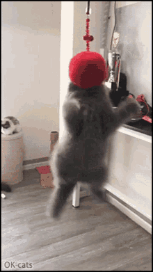 Cat Gump GIF - Cat Gump GIFs