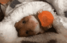 Carrot Chewing GIF - Carrot Chewing Hamster GIFs