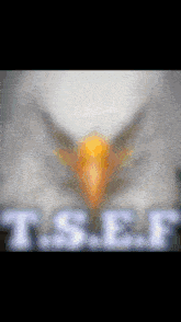 a blurred image of an eagle 's head with the letters tsef in the foreground