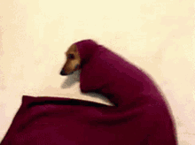 Dog In Sleeve GIF - Dog In Sleeve GIFs
