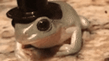 a white frog wearing a black top hat .