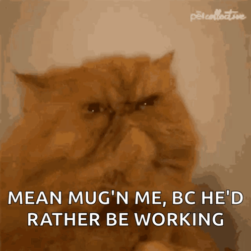 Cat Angry Cat GIF - Cat Angry Cat Mad Cat - Discover & Share GIFs