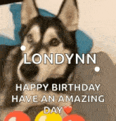 a husky dog is sitting on a couch with balloons in front of it and says `` happy birthday have an amazing day '' .