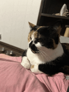a calico cat laying on a pink blanket looking at the camera