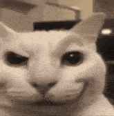 a close up of a white cat making a funny face in a black and white photo .