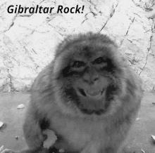 Gibraltar Barbary GIF - Gibraltar Barbary Macaques GIFs