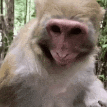 який красень смішна мавпа GIF - який красень смішна мавпа кумедна GIFs